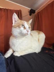 Lost Male Cat last seen Mud ranch/barcus Circle, Coarsegold, CA 93614