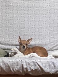 Lost Male Dog last seen Circle K convenience store , Las Vegas Valley, NV 89123