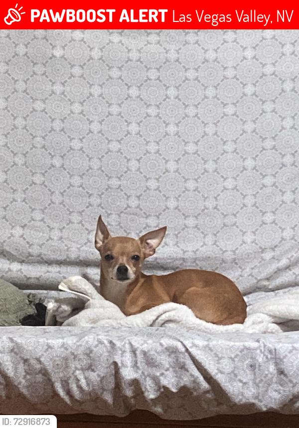 Lost Male Dog last seen Circle K convenience store , Las Vegas Valley, NV 89123
