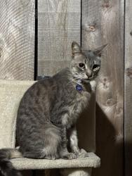 Lost Male Cat last seen Near Keats St. San Diego, CA 92106, San Diego, CA 92106