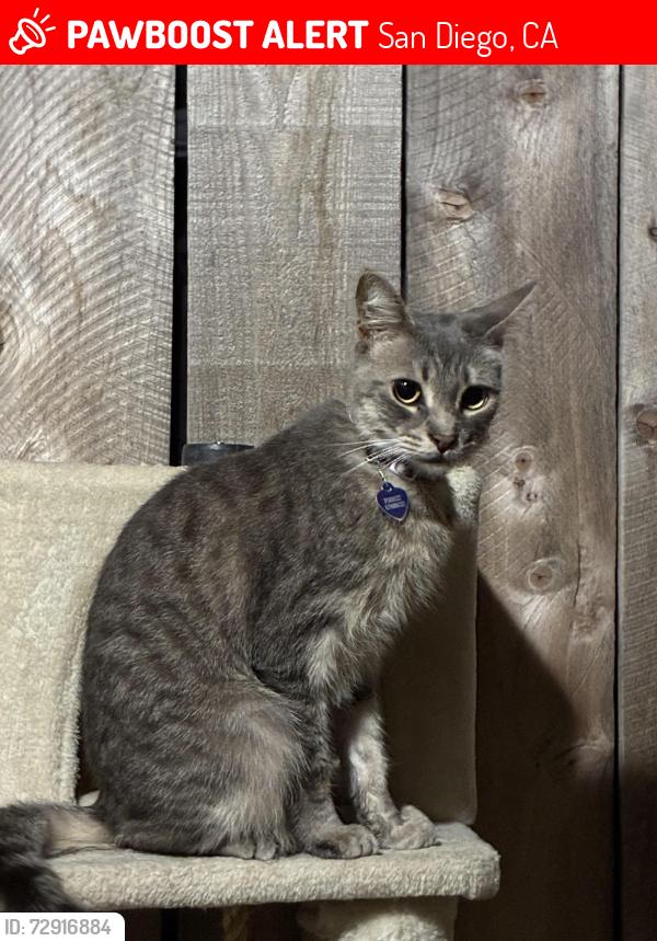 Lost Male Cat last seen Near Keats St. San Diego, CA 92106, San Diego, CA 92106