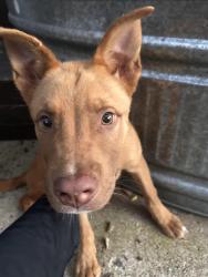 Found/Stray Male Dog last seen Brentwood Stair, Fort Worth, TX 76112