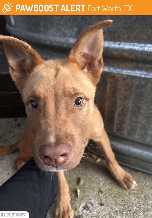 Found/Stray Male Dog last seen Brentwood Stair, Fort Worth, TX 76112