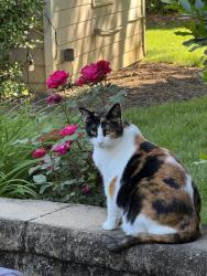 Reunited Female Cat last seen Corner of sunset and Poindexter , Charlotte, NC 28209