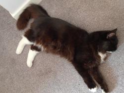 Reunited Male Cat last seen Near darwin avenue christchurch, Bournemouth, Christchurch and Poole, England BH23 2JA