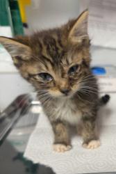 Shelter Stray Female Cat last seen N Del Rey Ave & E Shaw Ave, Clovis Zone Fresno CO 4 93619, CA, Fresno, CA 93706