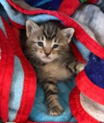 Shelter Stray Female Cat last seen S Marks Ave & W Floral Ave, Fresno Zone Fresno CO 1A 93706, CA, Fresno, CA 93706