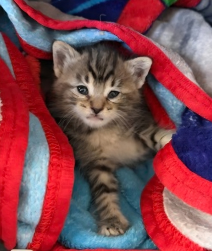 Shelter Stray Female Cat last seen S Marks Ave & W Floral Ave, Fresno Zone Fresno CO 1A 93706, CA, Fresno, CA 93706