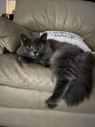 Lost Female Cat last seen Elm and carpenter rd, Modesto, CA 95351