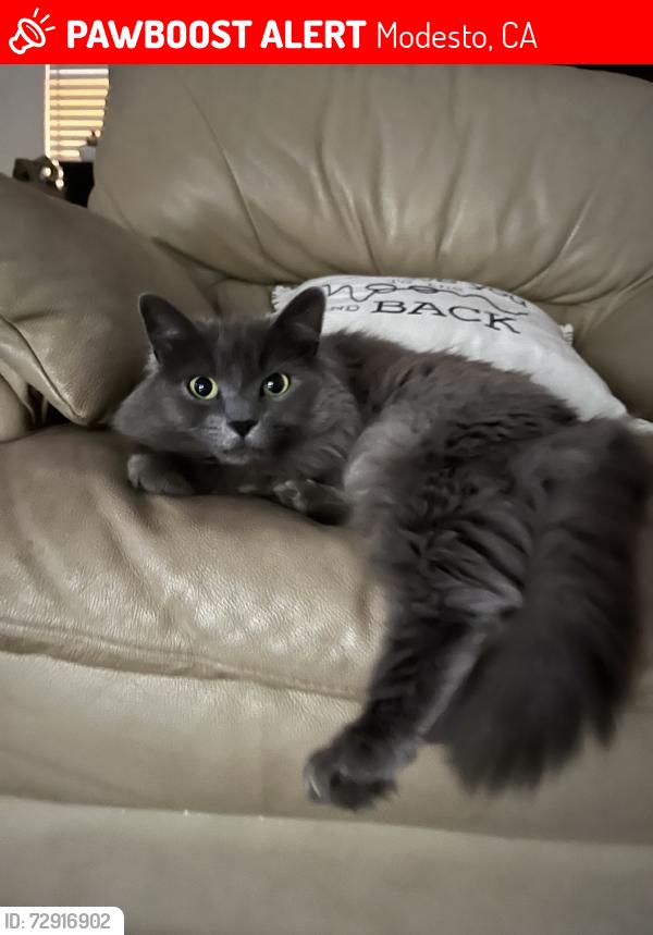 Lost Female Cat last seen Elm and carpenter rd, Modesto, CA 95351
