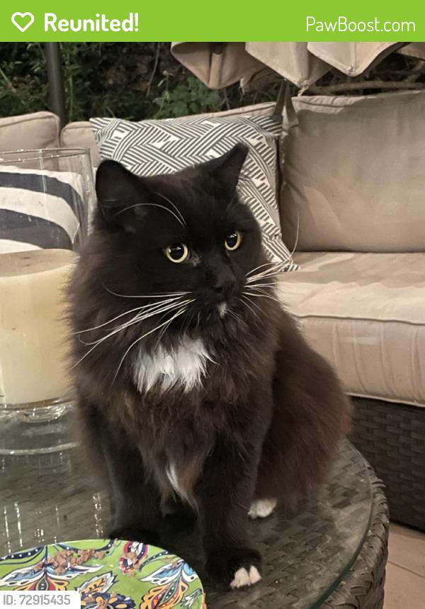 Reunited Male Cat last seen Meadowood, Irvine, CA 92620