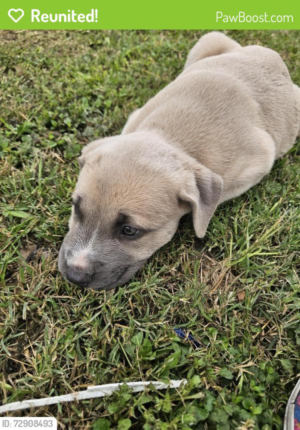 Reunited Female Dog last seen Wayside dr, Bryan, TX 77802