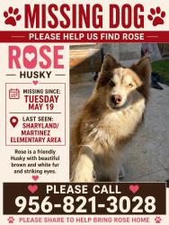 Lost Female Dog last seen Near Martinez elementary , Mission, TX 78501