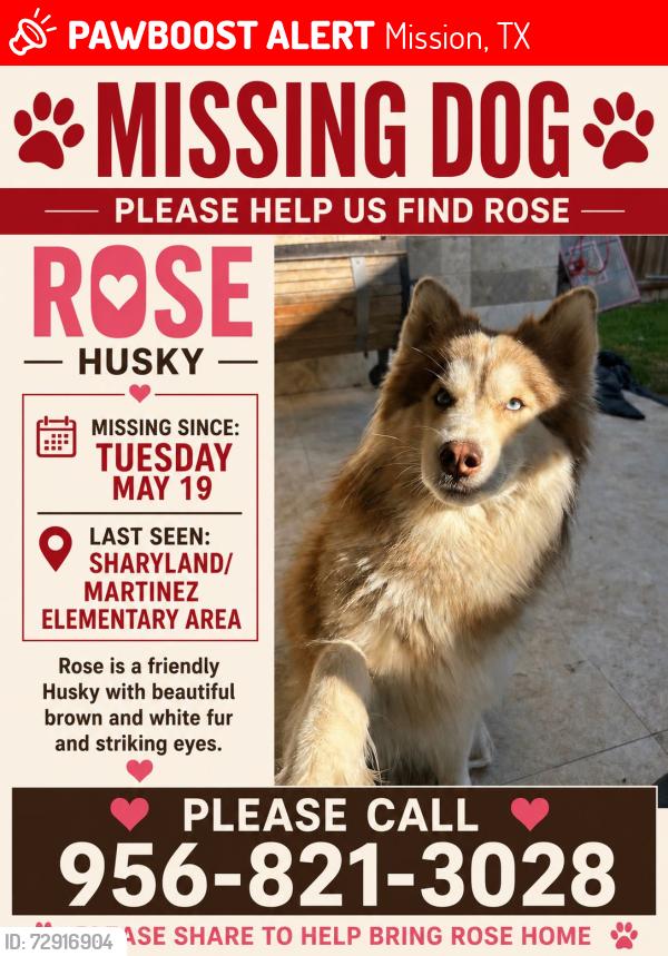 Lost Female Dog last seen Near Martinez elementary , Mission, TX 78501