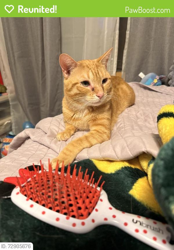 Reunited Male Cat last seen Near Bayside Dr, Palatine, IL 60074, USA, Palatine, IL 60074