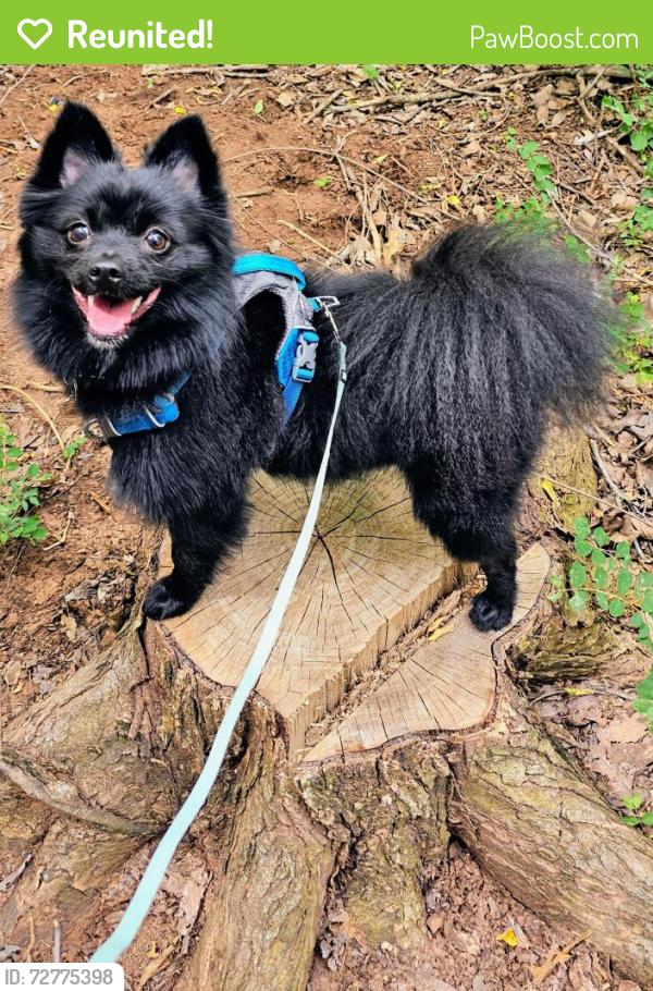 Reunited Male Dog last seen Santa Fe and 15th street santa Fe High school, Edmond, OK 73013