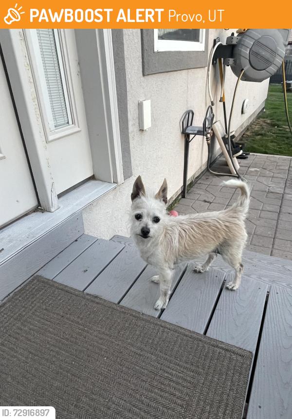Found/Stray Female Dog last seen Near N 2400 W. Provo , Provo, UT 84601