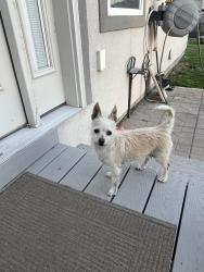 Found/Stray Female Dog last seen Near N 2400 W. Provo , Provo, UT 84601