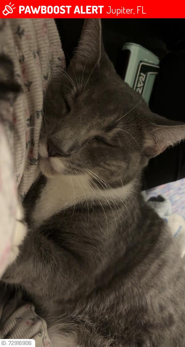 Lost Male Cat last seen Near 126th ter N, Jupiter, FL 33478