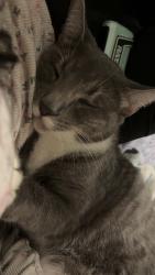 Lost Male Cat last seen Near 126th ter N, Jupiter, FL 33478