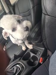 Reunited Male Dog last seen Cooper Crk St, Fort Worth, TX 76179, USA, Fort Worth, TX 76179