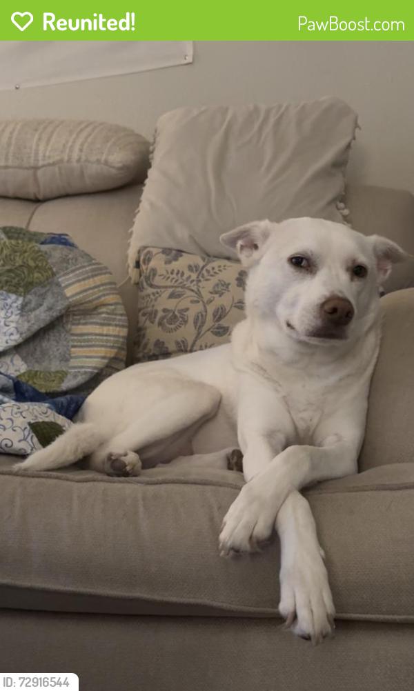 Reunited Female Dog last seen Near Post Oak Rd, Hutchins, TX 75141, USA, Hutchins, TX 75141