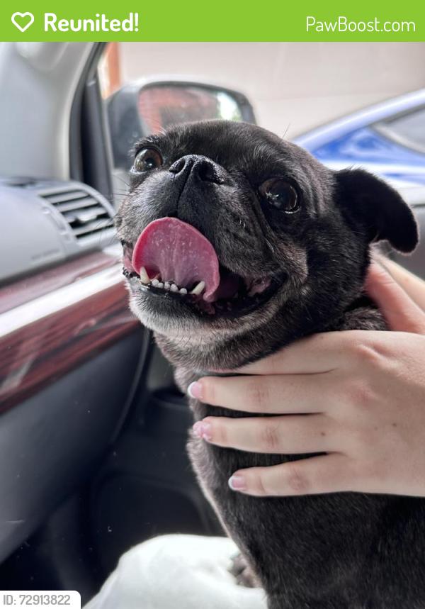 Reunited Female Dog last seen Cocalico Mennonite School, Texter Mountain Rd, PA 19551