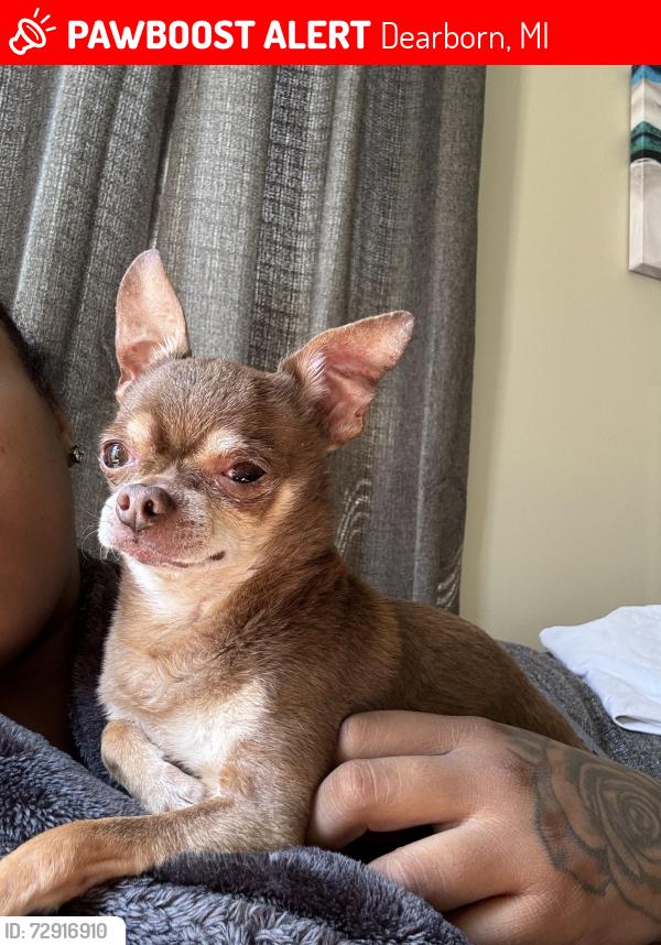 Lost Male Dog last seen Notre Dame & Westwood, Dearborn, MI 48125