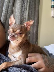 Lost Male Dog last seen Notre Dame & Westwood, Dearborn, MI 48125