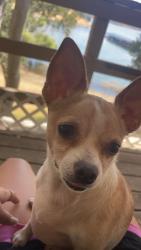 Reunited Female Dog last seen Margaret Drive, Hayward, CA 94541