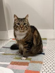 Reunited Male Cat last seen NE 10th & Skidmore, Portland, OR 97211