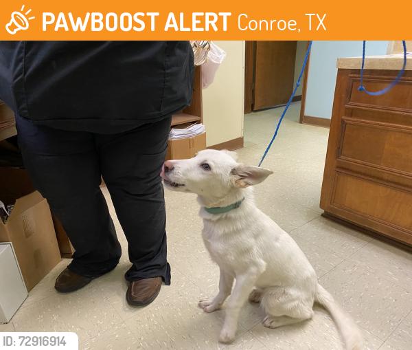 Found/Stray Male Dog last seen North Thompson , Conroe, TX 77301