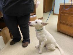 Found/Stray Male Dog last seen North Thompson , Conroe, TX 77301