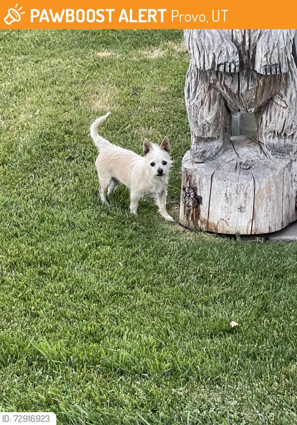 Found/Stray Female Dog last seen Fort Utah, Provo, UT 84601