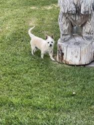 Found/Stray Female Dog last seen Fort Utah, Provo, UT 84601