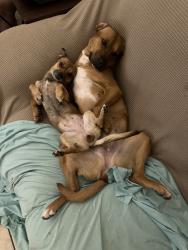 Lost Female Dog last seen Stanford and University , Las Cruces, NM 88005