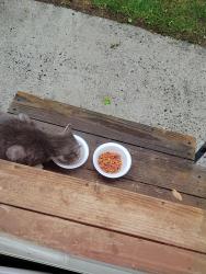 Reunited Male Cat last seen Amberhill and Beaconwood, Greensboro, NC 27455