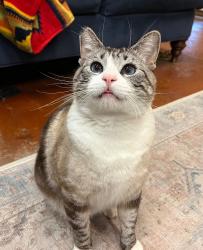 Lost Male Cat last seen Foothill Village Senior Living Center, near Hwy 4 and Kurt Dr., Angels Camp, CA 95222