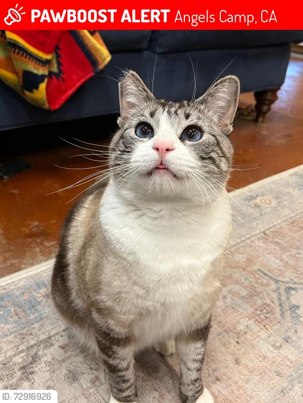 Lost Male Cat last seen Foothill Village Senior Living Center, near Hwy 4 and Kurt Dr., Angels Camp, CA 95222