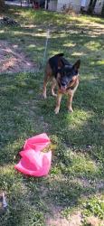 Reunited Male Dog last seen Near lowes food and golf course, Asheboro, NC 27205