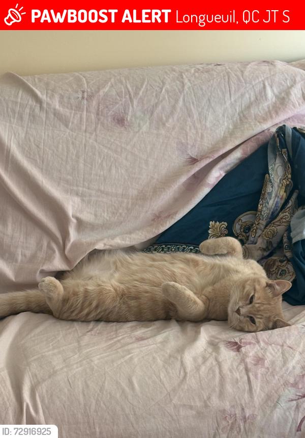Lost Male Cat last seen Rue Godin, Longueuil, QC J4T 1S6