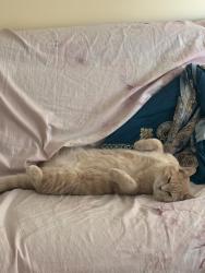 Lost Male Cat last seen Rue Godin, Longueuil, QC J4T 1S6