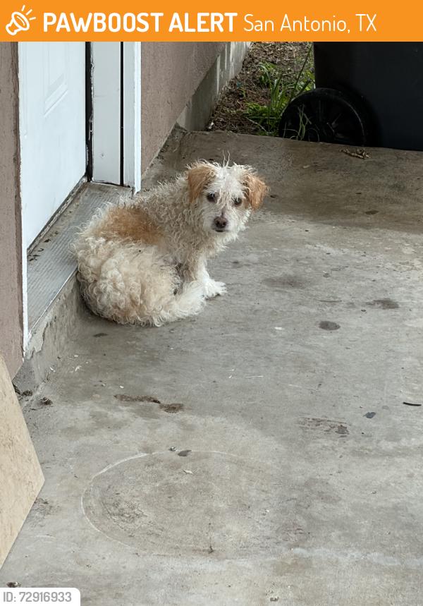 Found/Stray Unknown Dog last seen Elgin, San Antonio, TX 78210