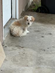 Found/Stray Unknown Dog last seen Elgin, San Antonio, TX 78210