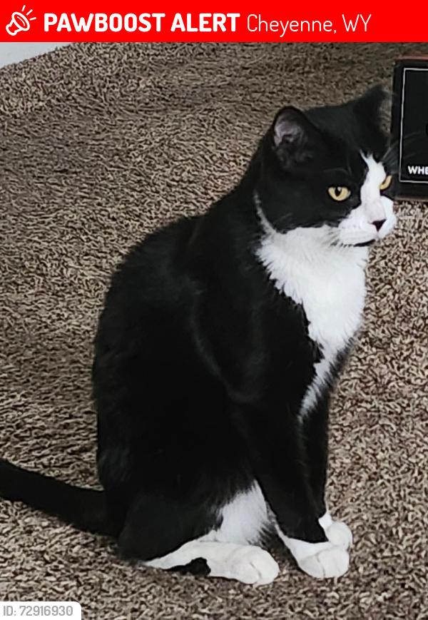 Lost Male Cat last seen Denver co, Cheyenne, WY 82001