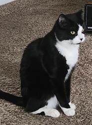 Lost Male Cat last seen Denver co, Cheyenne, WY 82001
