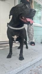 Found/Stray Female Dog last seen Eldridge and Betty Lane, Clearwater, FL 33755