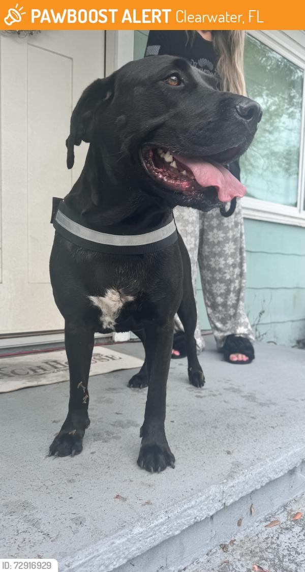 Found/Stray Female Dog last seen Eldridge and Betty Lane, Clearwater, FL 33755