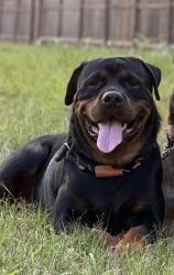 Lost Female Dog last seen Meadway dr, Houston, TX 77082