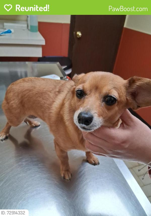 Reunited Female Dog last seen 53rd and Monitor, Chicago, IL 60638